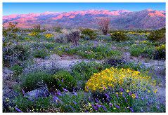 Gene Lamber: Gateway To Joshua Tree #2