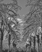 Wayne Schweifler: Date Palms With Fruit