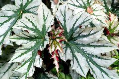 Gaby Gross: Caladium Flower