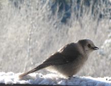 Arlene Howard: Rocky Mountain Breakfast