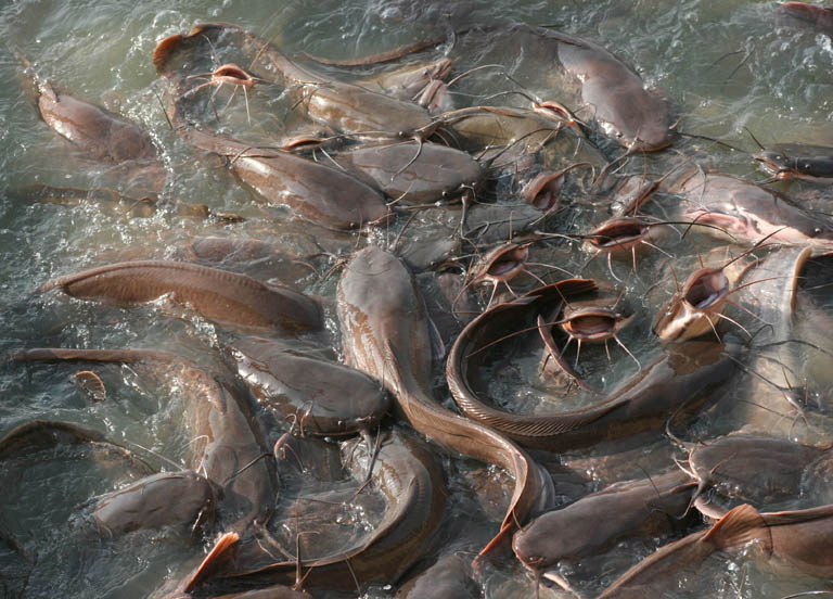 Gaby Gross: Hungry Catfish