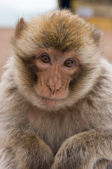 Gaby Gross: Cute Monkey