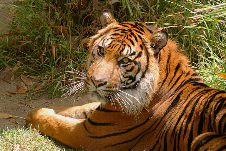 Gene Lambert: Tiger