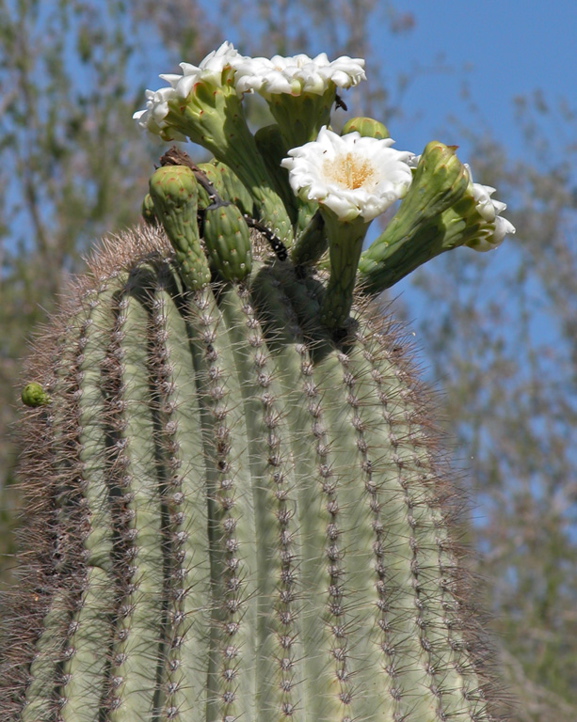 Wayne Schweifler: Saguaro In Bloom