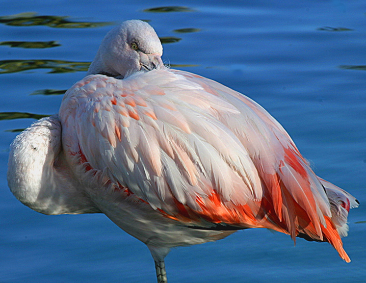 Ken Cook: Flamingo
