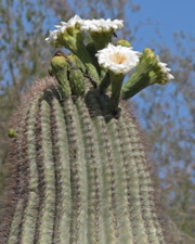 Wayne Schweifler: Saguaro In Bloom