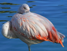 Ken Cook: Flamingo