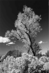 Roger Kipp: New Mexico Fall