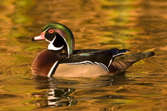 Lillian Roberts: Wood Duck #2