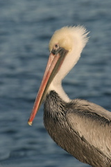 Gene Lambert: Pelican 1