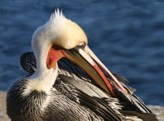 Stuart Lynn: Pelican Preening