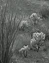 50-71020-04